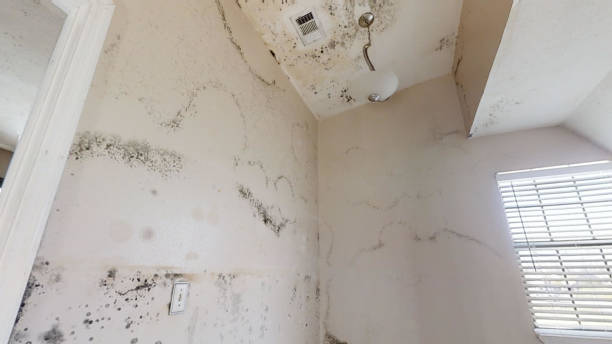 Best Environmental Consulting for Mold Prevention  in Cocoa Beach, FL