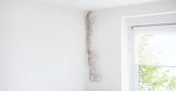 Best HVAC Mold Inspection and Cleaning  in Cocoa Beach, FL