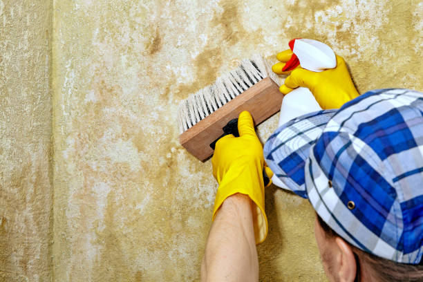 Best Mold Damage Restoration  in Cocoa Beach, FL