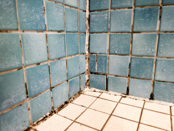 Best Mold Odor Removal Services  in Cocoa Beach, FL