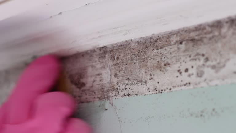 Mold Odor Removal Services in Cocoa Beach, FL